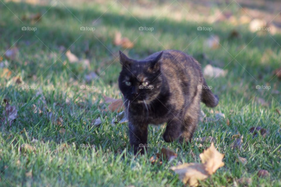 Cats of the USA!