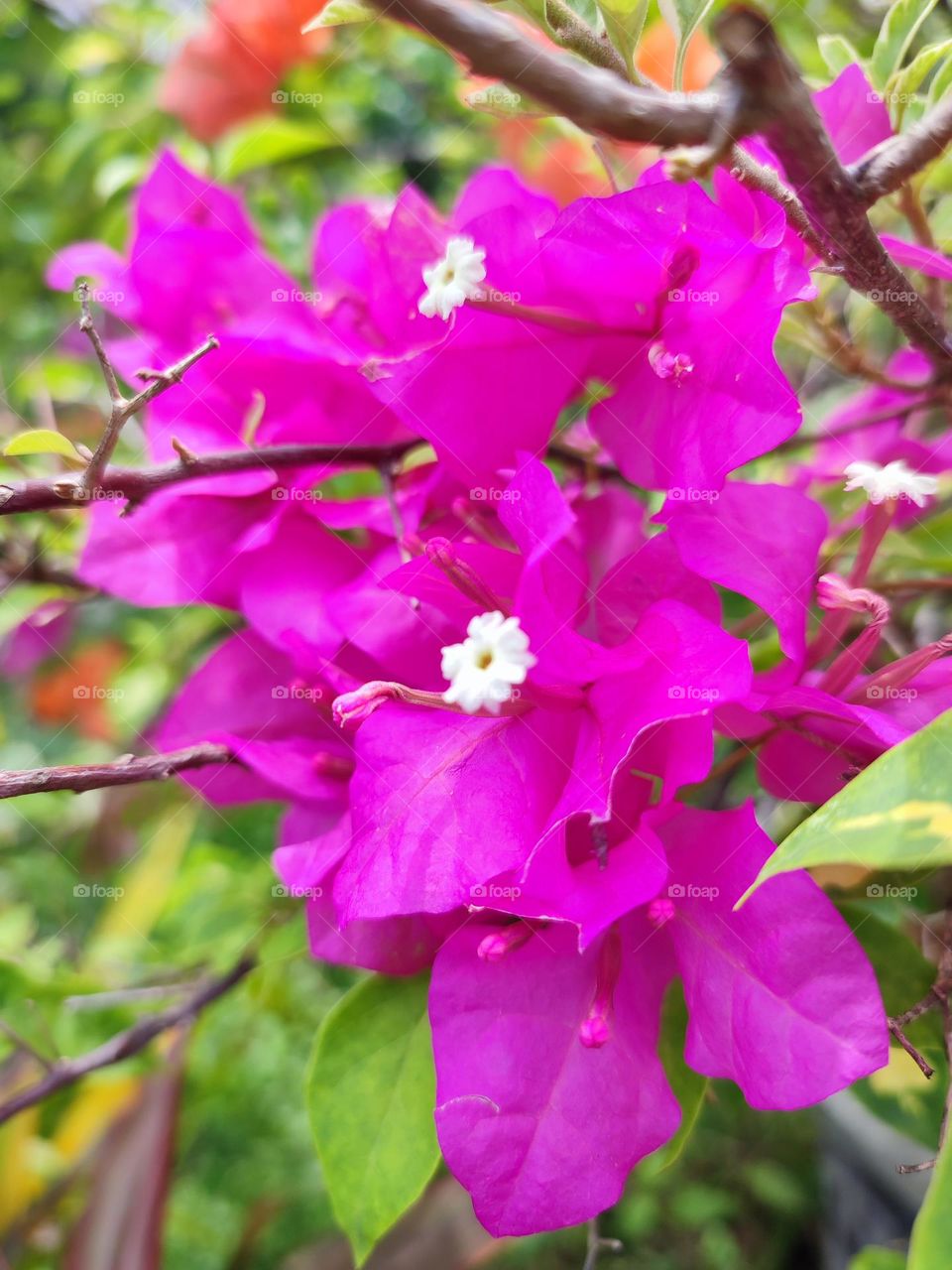Bougainvillea Paper Flower