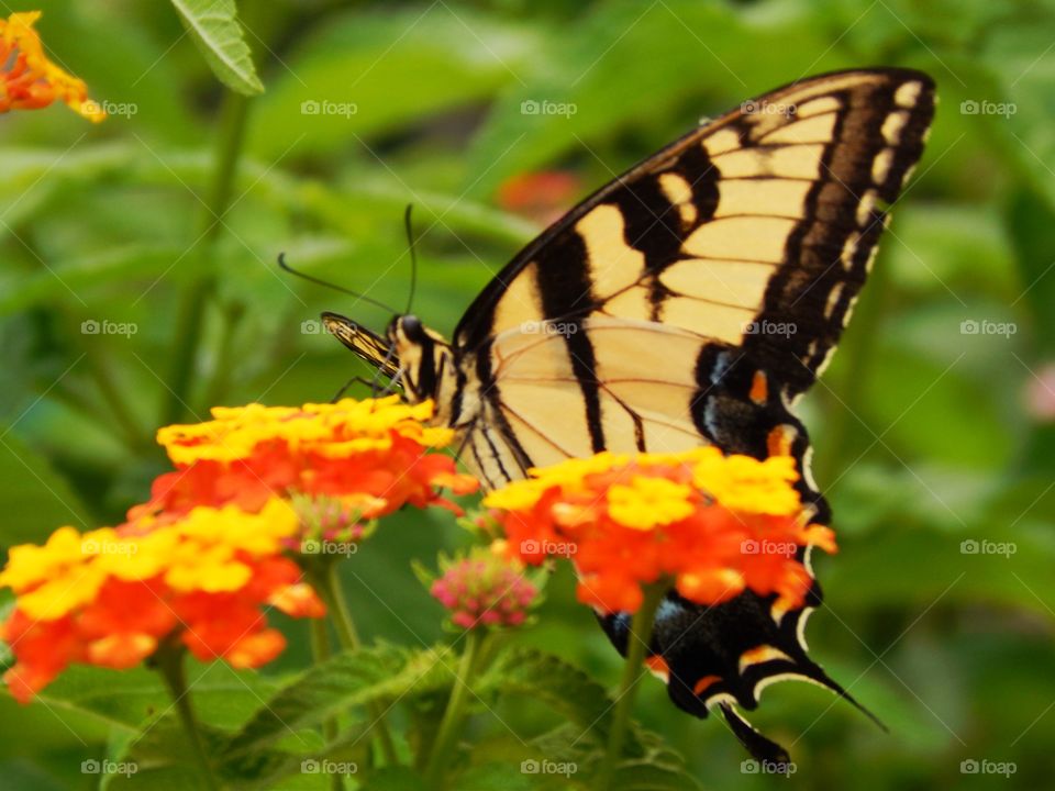 Beautiful yellow butterfly sitting on colorful lantana flower