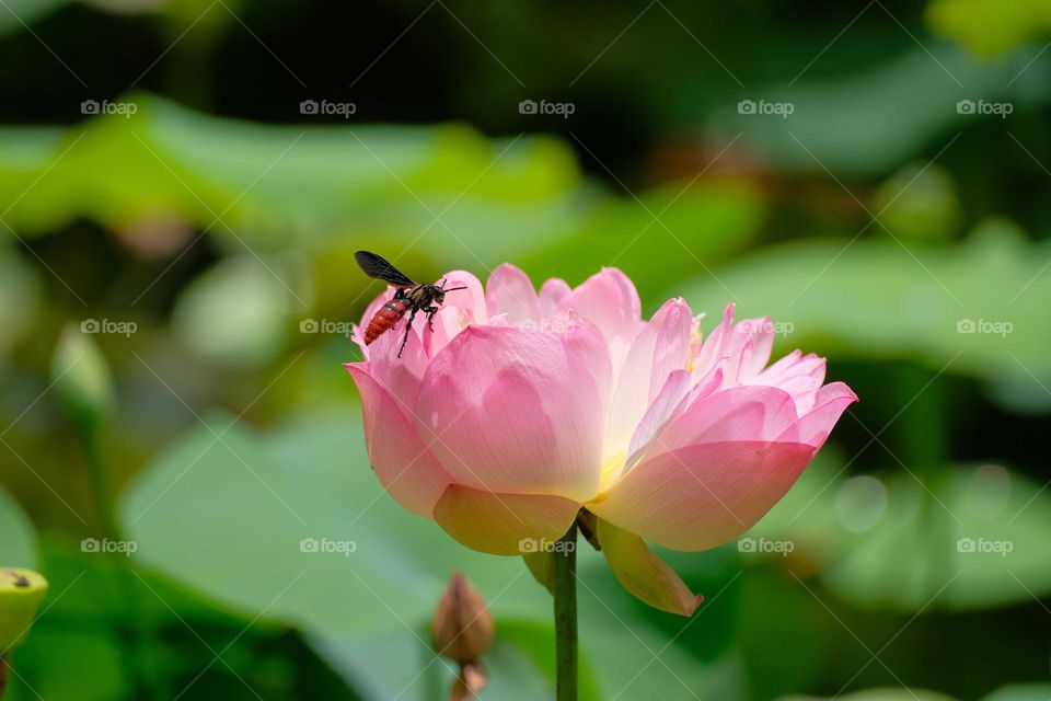 flying bee with the flower