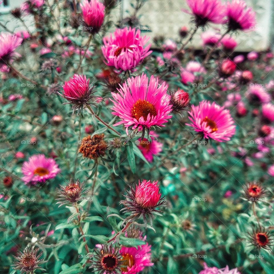 flowers in autumn - santbrinki, autumn moods