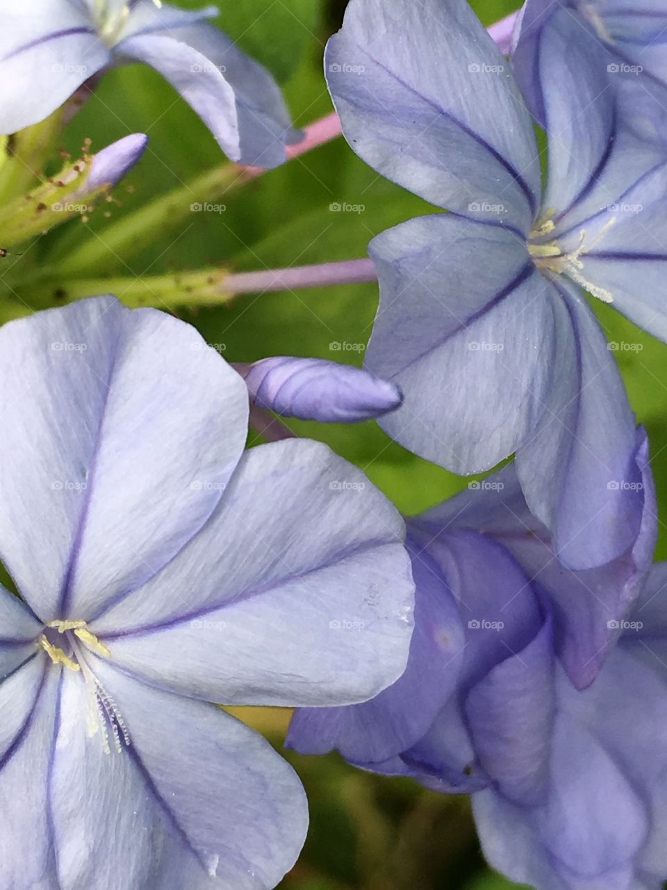Plumbago