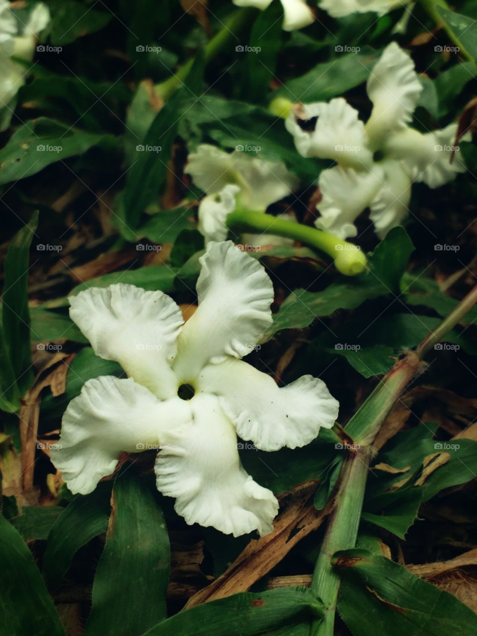 white flowers