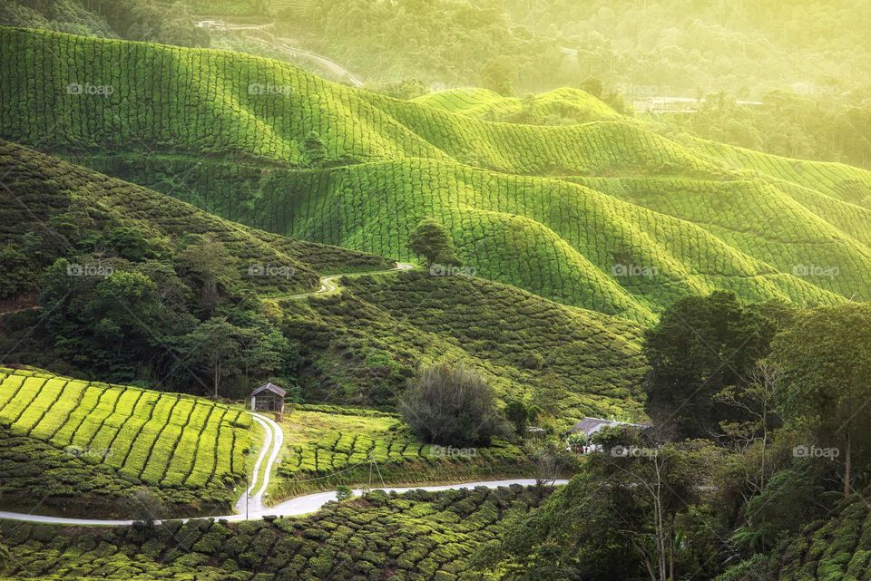 Beautiful morning scenery in Cameron Highlands, Malaysia