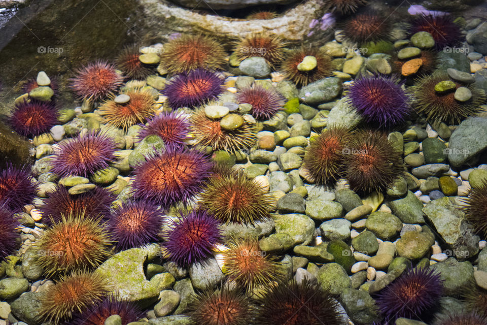 Sea urchins