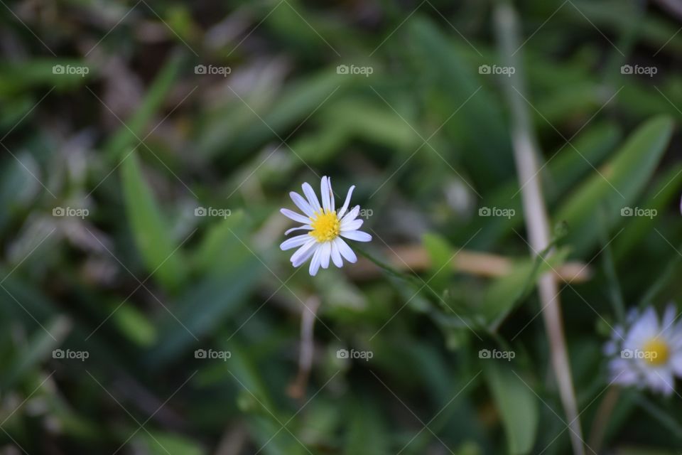 View of white flower