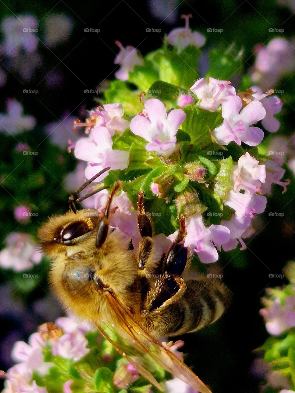 bee on the flower