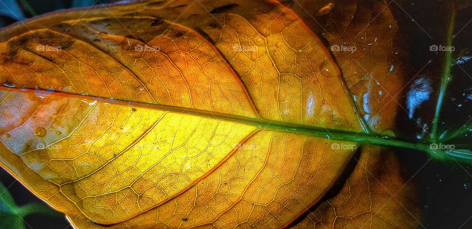 beautiful yellow young sprout leaf textures of the world