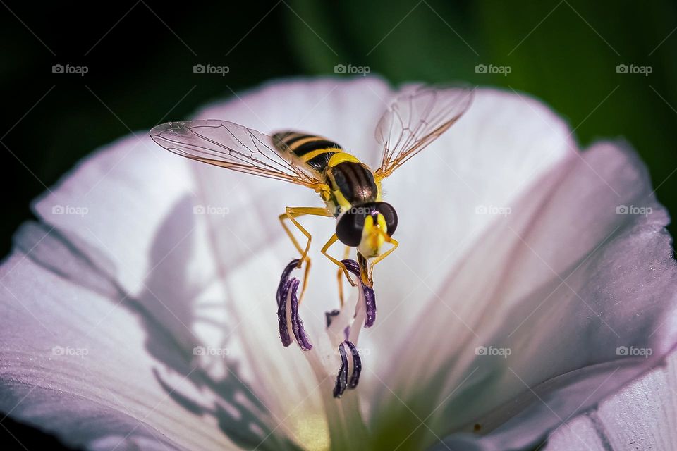 A wasp on the flower