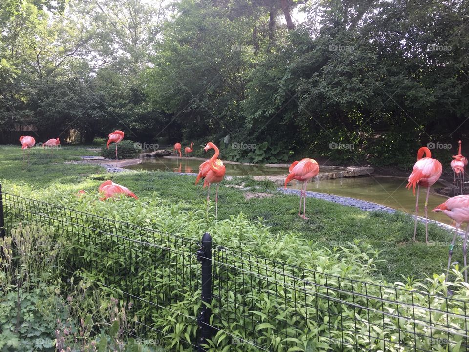 Flamingos
