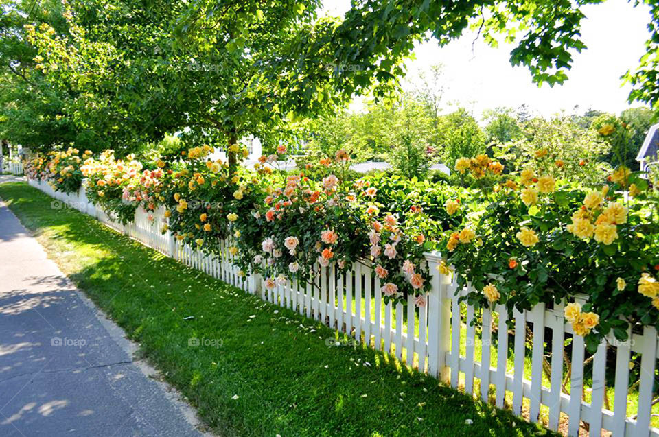 Hedge row of roses. Adorable white picket fence adorned with climbing roses at Martha's Vineyard in Cape Cod