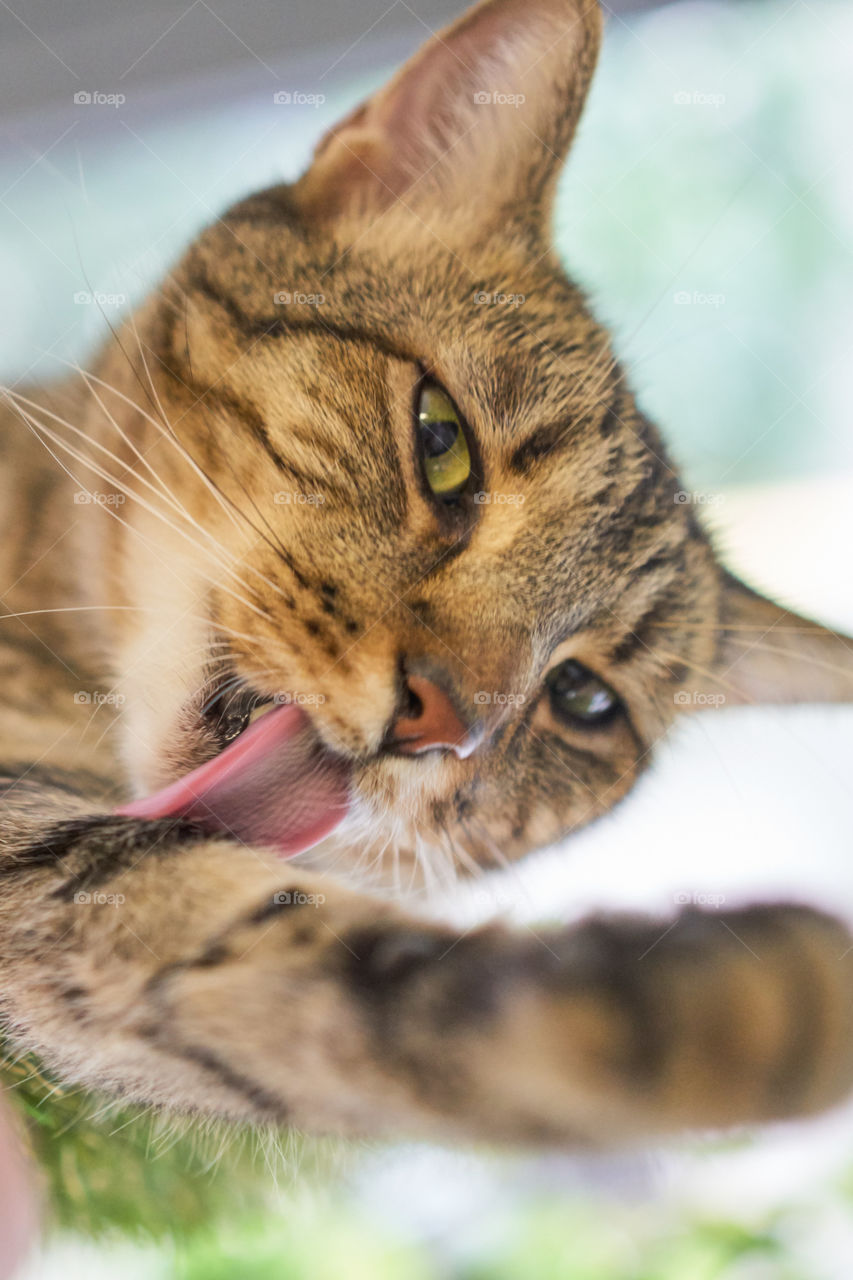 Close-up of cat with sticking out tongue