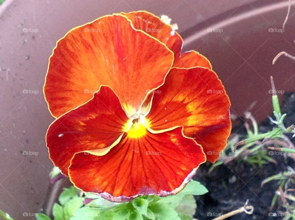 Orange and yellow pansy