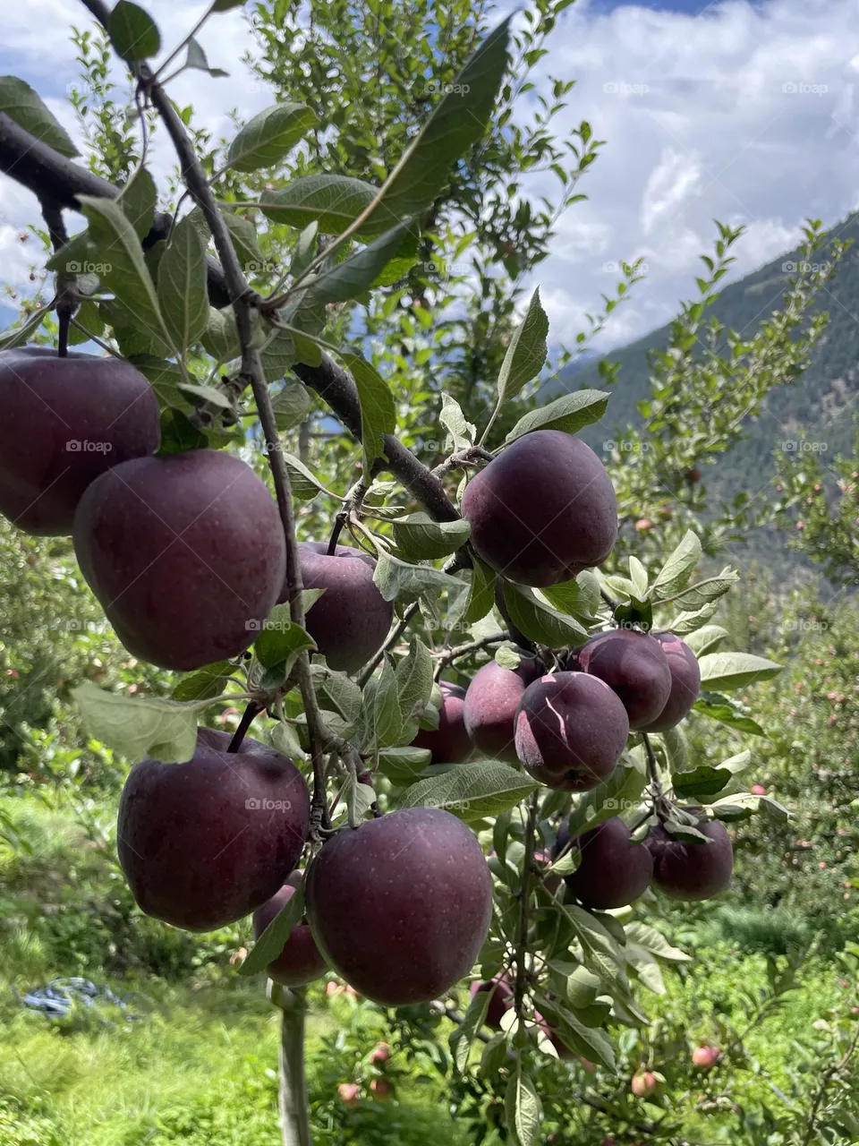 apples