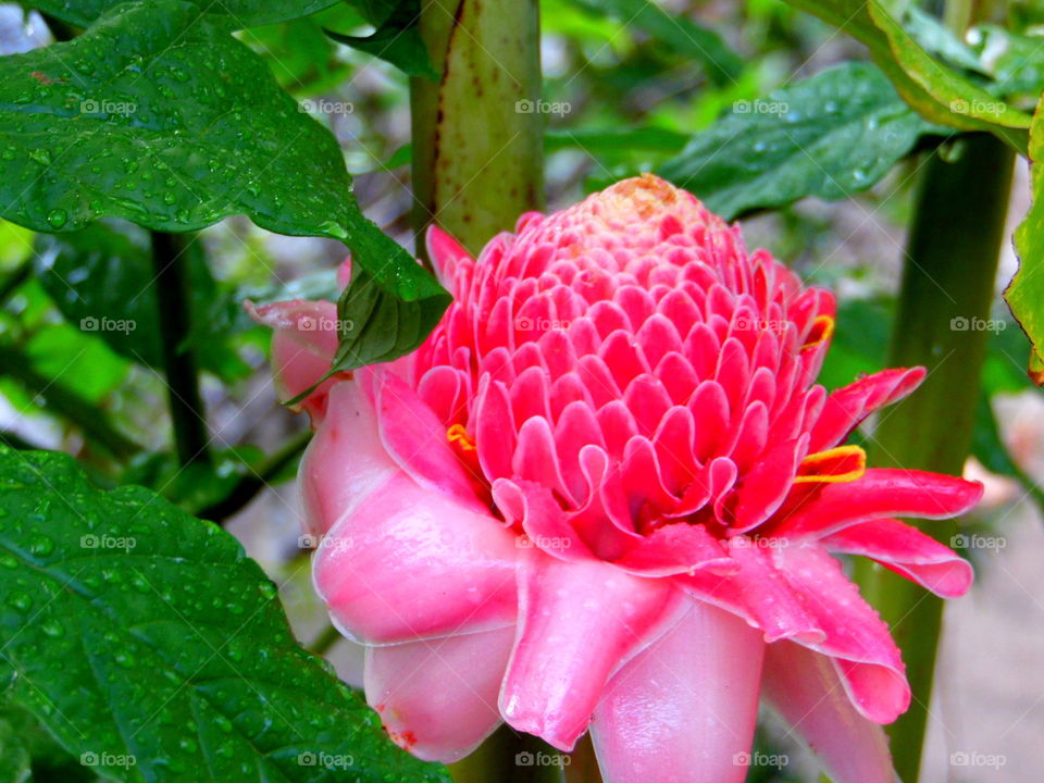 Torch Ginger Pt.3