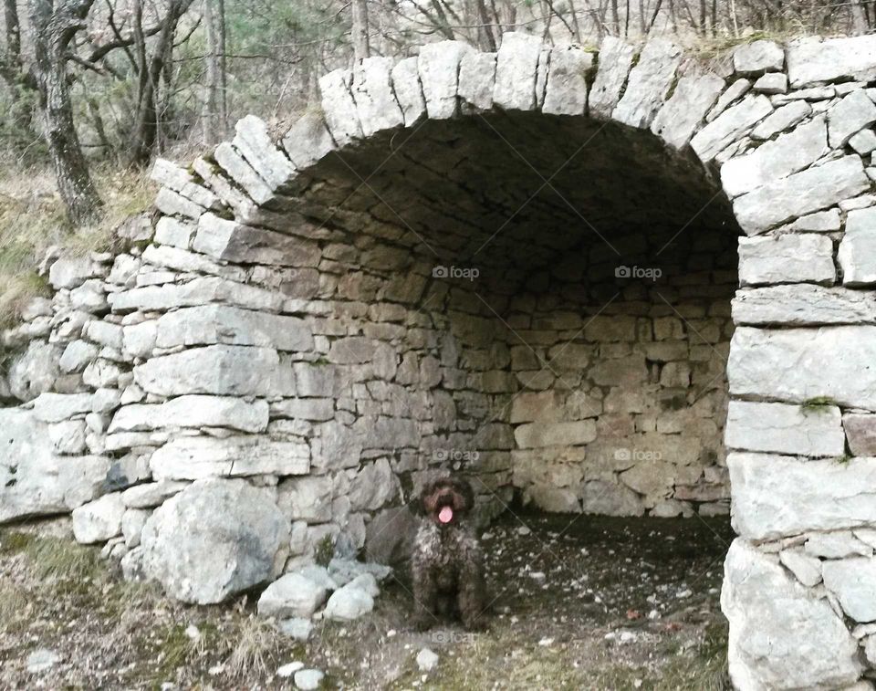 lagotto romagnolo