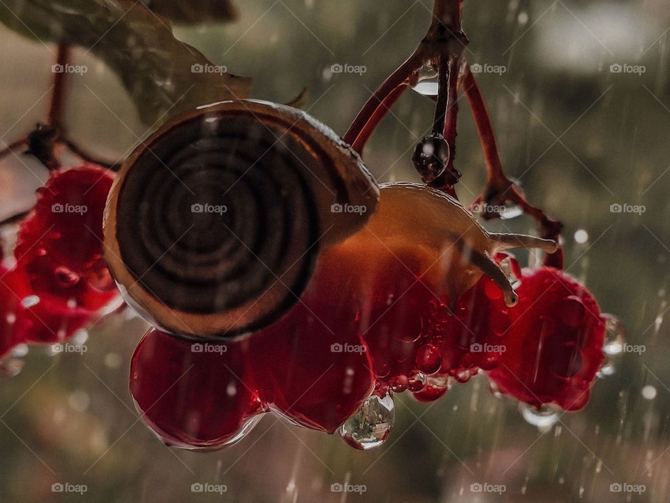 snail sitting on berries in the rain