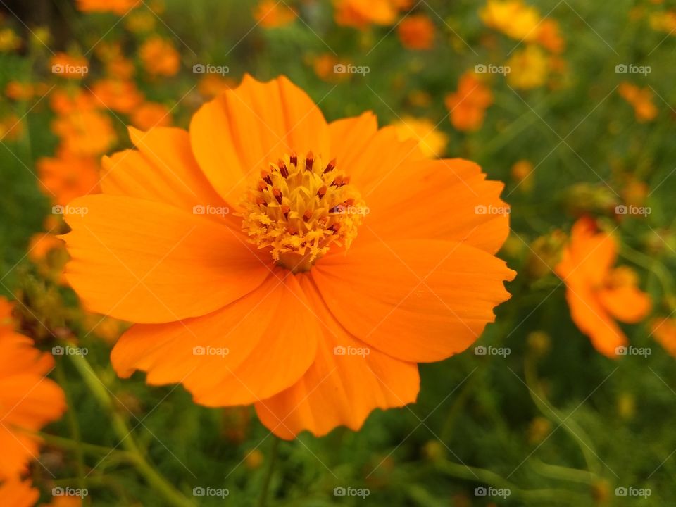 sulfur cosmos flower in garden