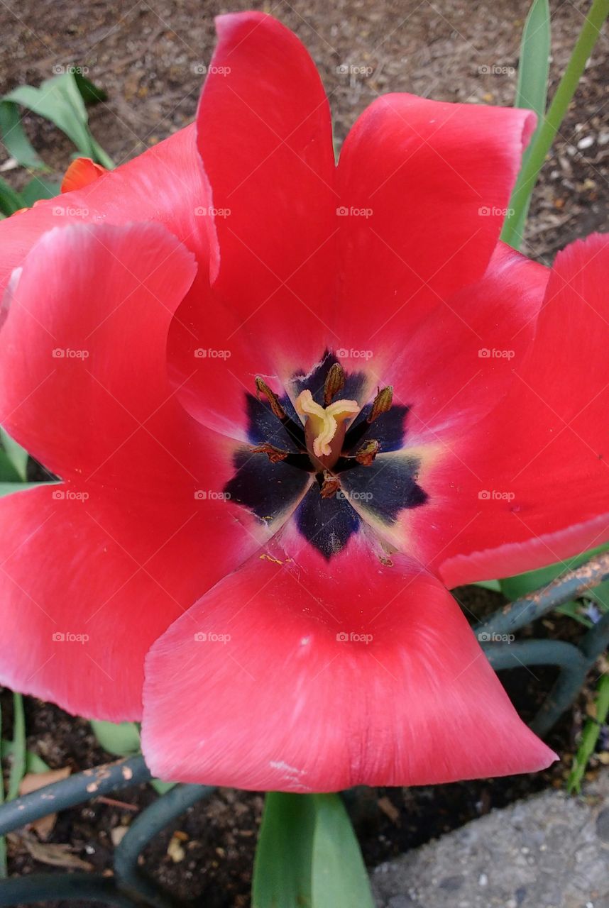 Close Up of Tulip