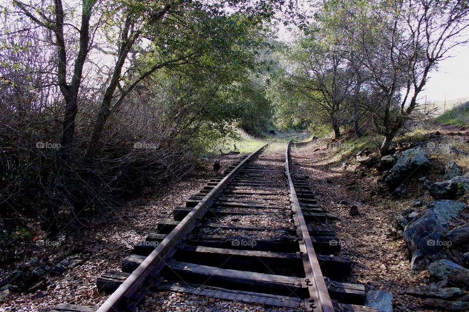 Old tracks beautiful nature 