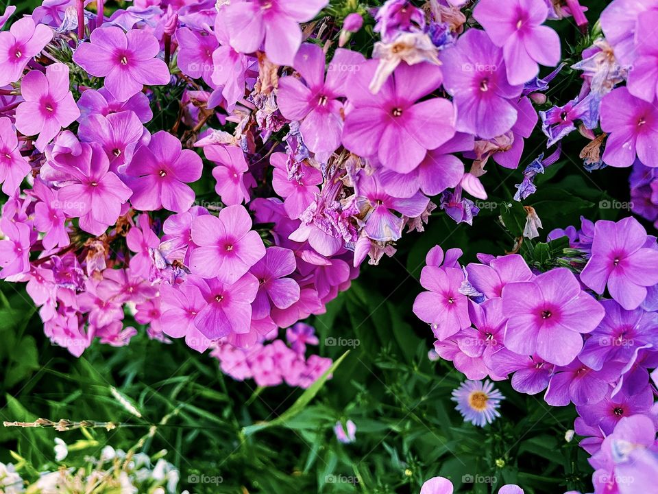 Summer flowers