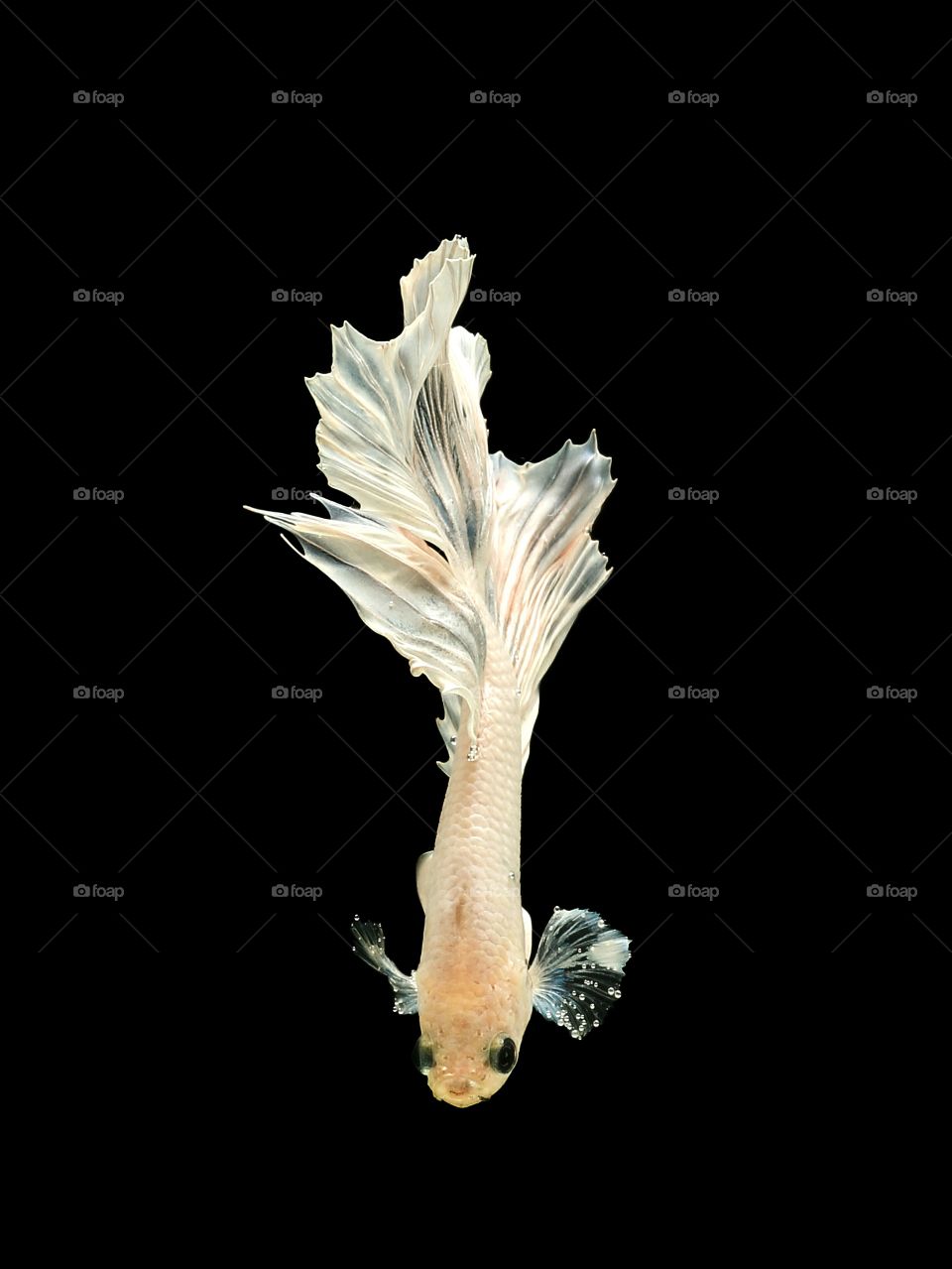 STRAIGHT DOWN
WHITE HALFMOON BETTA FISH
WITH BLACK OR DARK BACKGROUND THE COLOUR IS ALL OUT