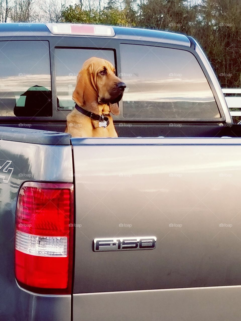 funny blood hound sitting in Ford pickup truck