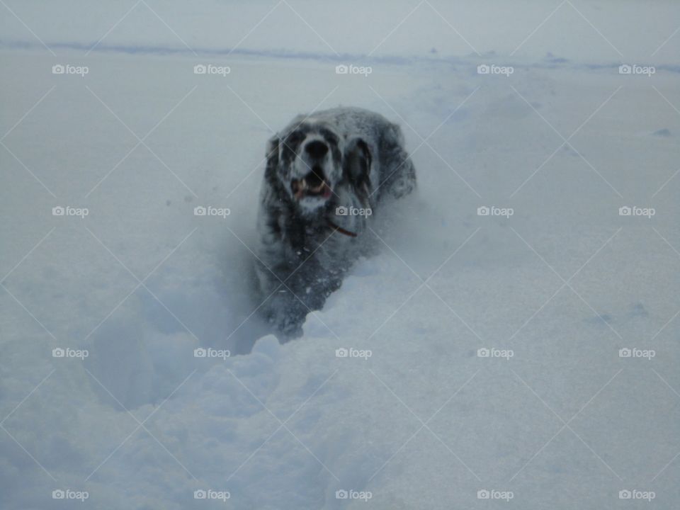 Snow, Winter, Cold, Landscape, Dog