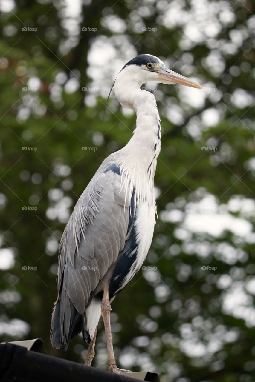 gray heron on the roof