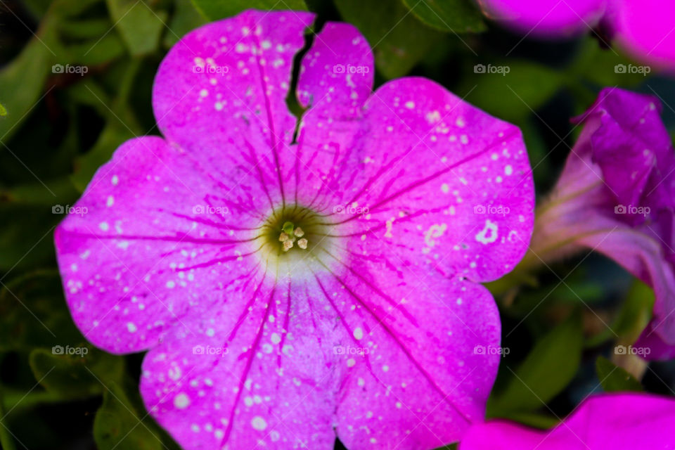 Pink Flower from Flower Bed