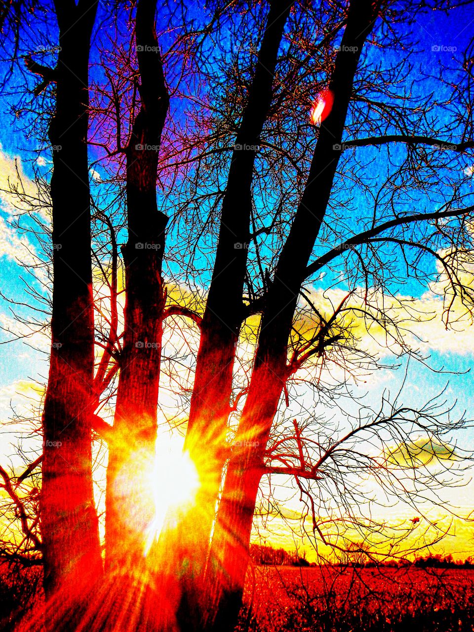 Cool Sky from the woods