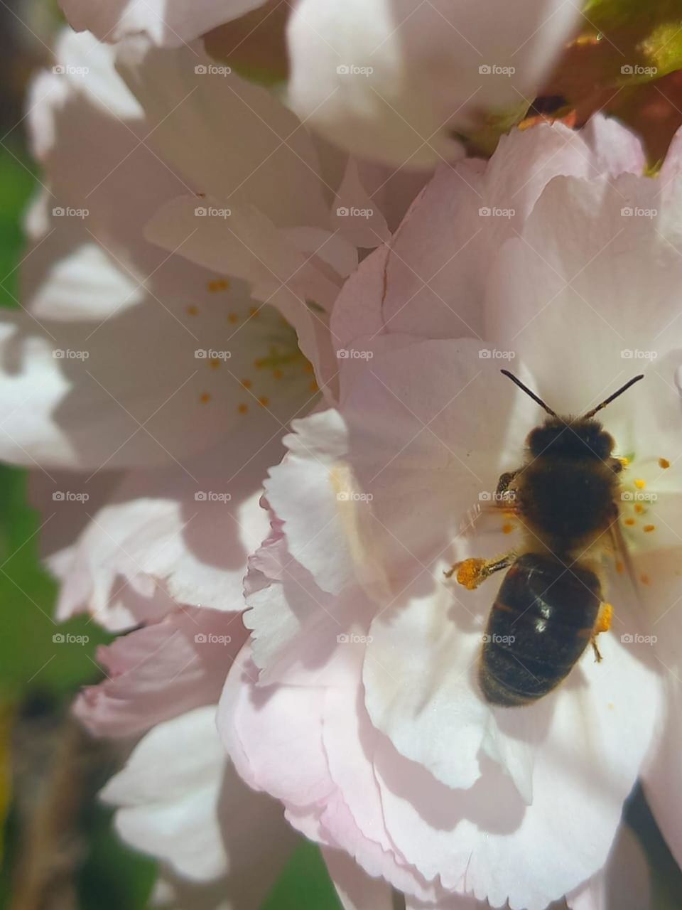 beautiful bee worker collects nectar from a flower