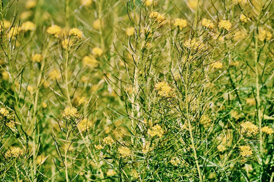 Yellow Field 