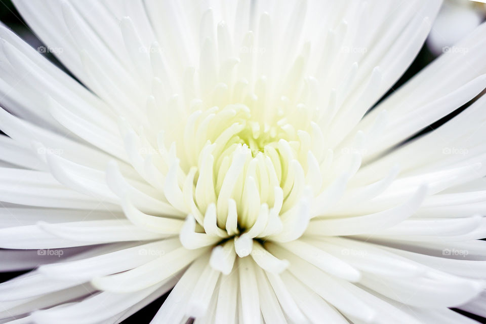 Spider mum in bloom