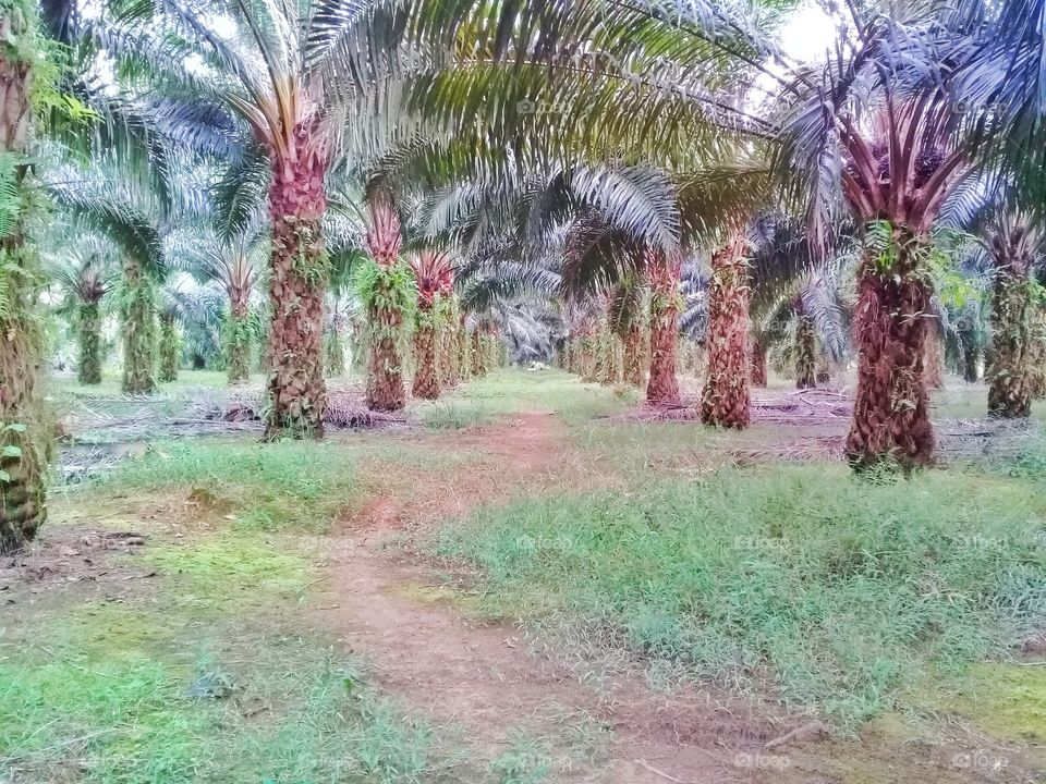 Oil palm plantations.That grow well on mineral soils and tropical climmate