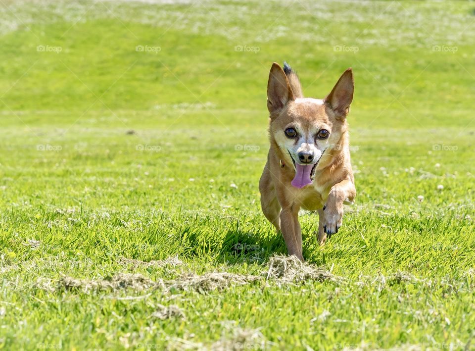 Chihuahua dog walking proudly across a bright green field 