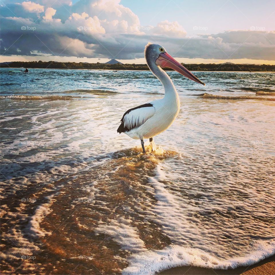 Pelican in the evening sea 