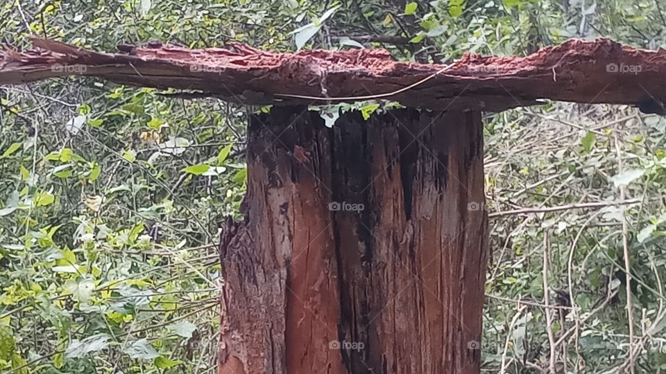 This is a nature click and forrest