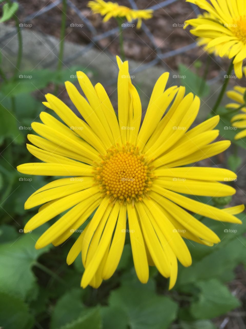 Nature, Summer, Flower, Flora, No Person