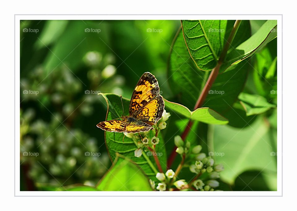 White frame with bright orange butterfly 