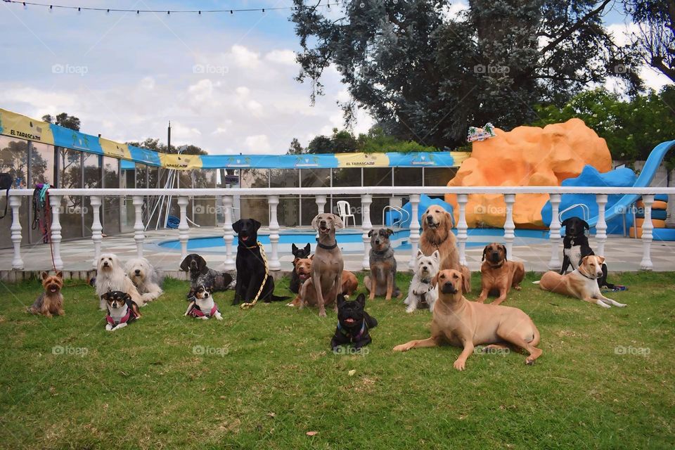 pack of dogs near the Pool 