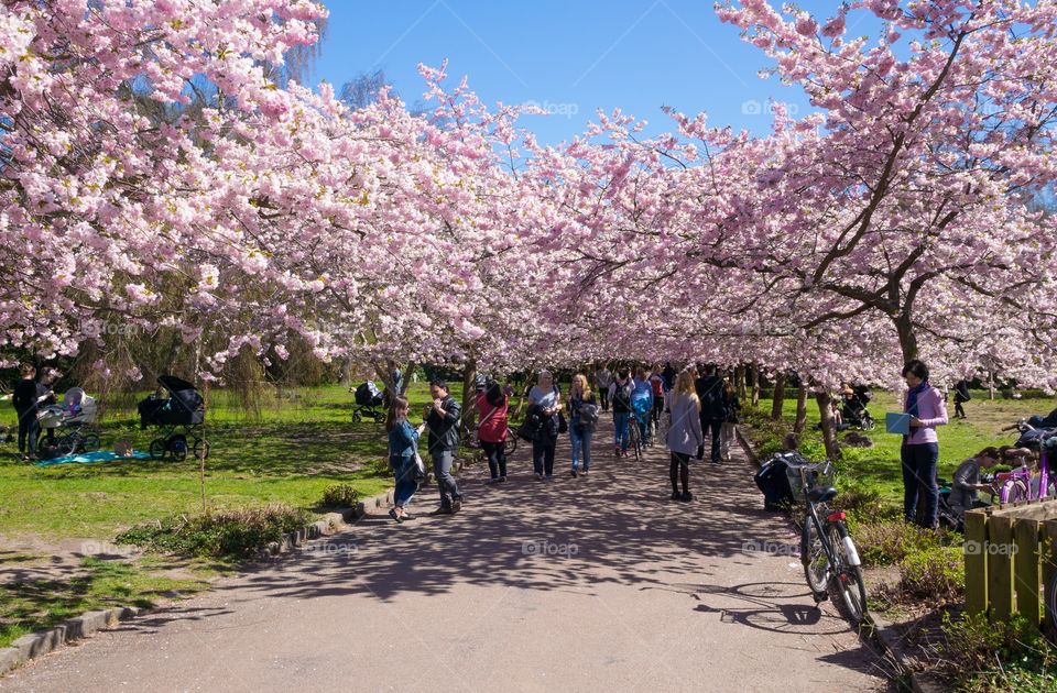 Pink park 