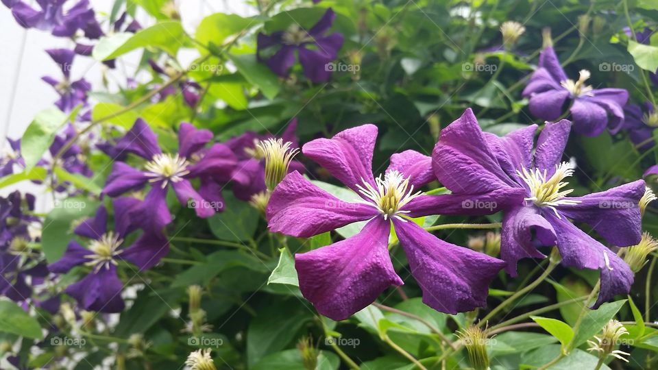Purple Clematis