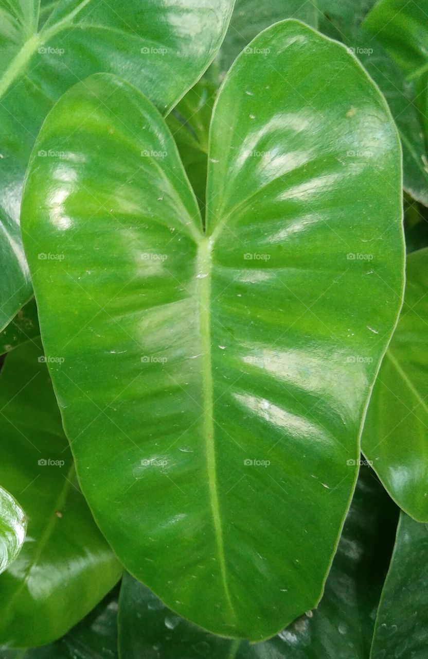 leaf heart