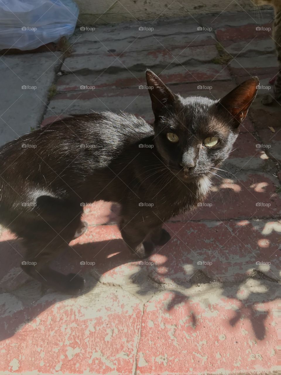 Suspicious Black Cat