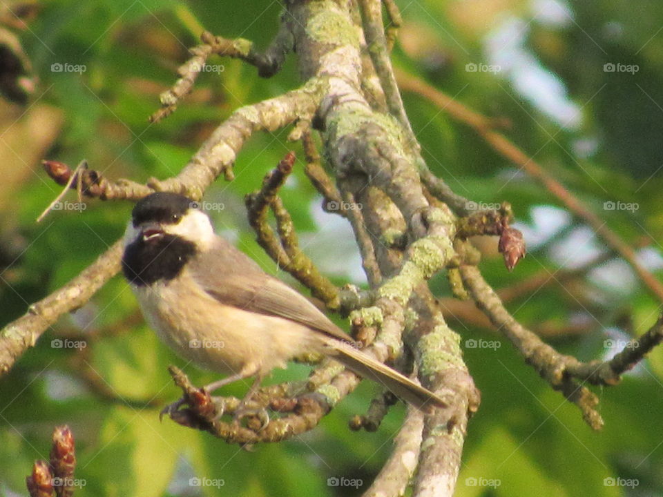 Wildlife, Bird, Nature, No Person, Outdoors