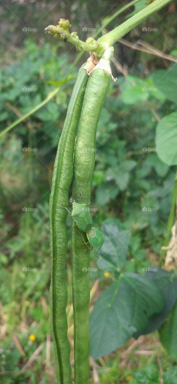 Long beans are one of the popular vegetable crops in culinary. The pods are cooked as vegetables or eaten raw as vegetables. It grows by climbing or twisting.
