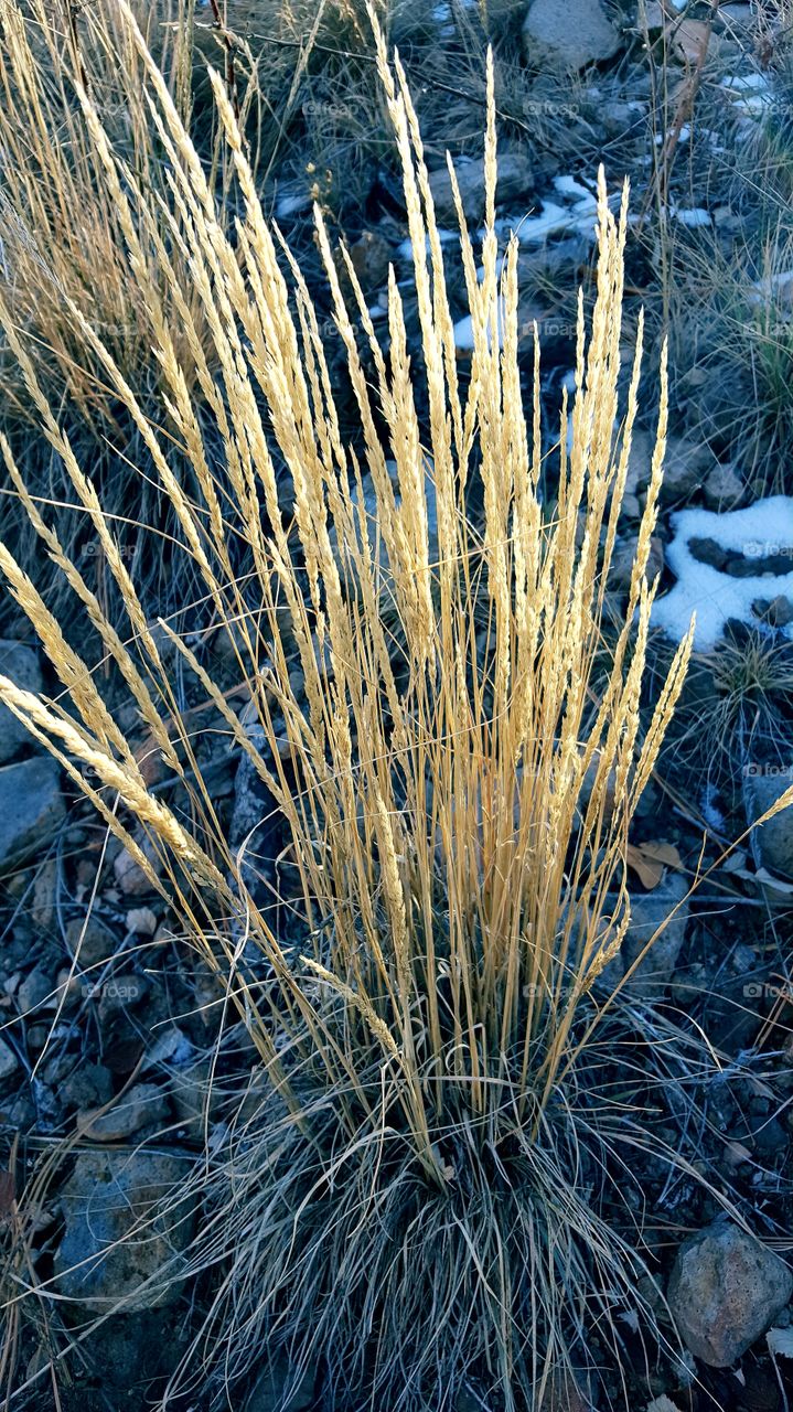 Golden grain backlit from a setting sun. Growing on a hillside after a wildland fire.