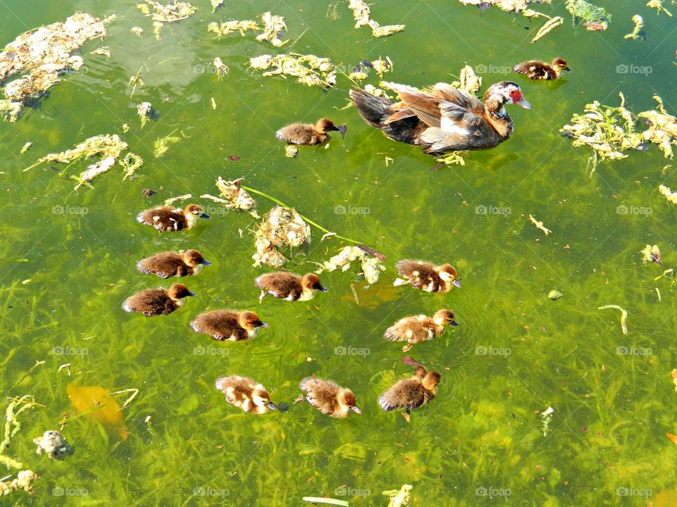 This is spring - a mother duck and her brood of twelve are learning to swim in the pond