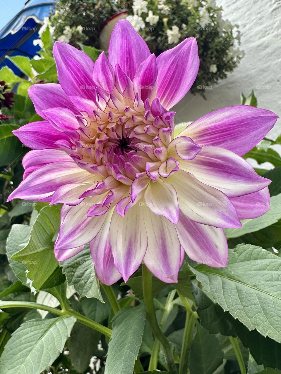 Purple dahlia flower blooming at Braunston Marina in England sunny summer weather Great Britain petals nature up close container gardening by the canal